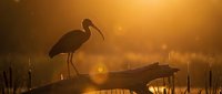 Silhouette of wading bird standing on fallen log during golden hour sunrise with warm bokeh light effects and marsh grass creating peaceful wetland scene.