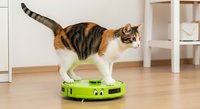 Tabby and white cat standing on green robotic vacuum cleaner in modern home interior with wooden floor and white furniture.