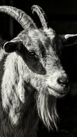 Close-up portrait of a goat with long curved horns and distinctive facial features against dark background. Monochrome wildlife photography.