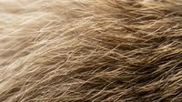 Close-up of soft animal fur texture in warm beige and brown tones, showing fine hair details for backgrounds and design projects.