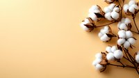 Natural cotton flowers branch with white fluffy bolls on warm beige background. Minimalist botanical composition with copy space for text.
