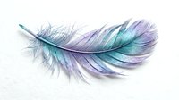 Delicate feather with iridescent purple and teal colors isolated on white background for spiritual and decorative design projects.