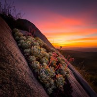 Vibrant succulent plants growing on rocky cliff face during dramatic sunset with purple and orange sky colors creating stunning natural landscape scene.