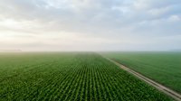 Aerial view of vast green crop rows stretching to horizon with rural road, representing agriculture, farming, and sustainable food production.