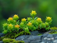Yellow succulent flowers blooming on dark rock with green moss, macro nature photography showing delicate plant details against blurred forest background.