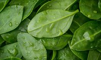 Fresh green spinach leaves with water drops in macro view, natural organic background showing leaf texture and morning dew moisture on surface.