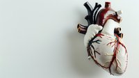 Anatomical human heart model with detailed chambers, valves, and coronary vessels displayed against neutral background, suitable for medical education, healthcare presentations, and scientific illustrations.