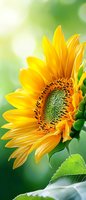 Vibrant yellow sunflower close-up showing detailed petals and seed pattern against soft green bokeh background, fresh summer garden scene with natural lighting.
