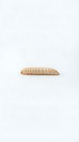 Single mealworm larva isolated on white background. Suitable for entomology, food science, protein source, and educational content.
