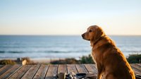 Golden retriever sitting on wooden deck overlooking calm ocean at sunset, ideal for pet, travel, and lifestyle content.