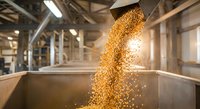 Golden grain pouring from industrial equipment into storage container at modern agricultural facility with warm lighting and industrial atmosphere.