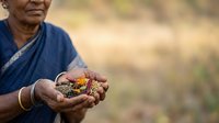Senior woman with dark skin tone wearing blue traditional garment holding handful of harvested grain or seeds in open palms outdoors with blurred agricultural field background.