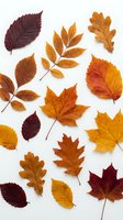 Collection of colorful autumn leaves in orange, yellow, red and brown tones isolated on white background for seasonal design projects and fall decorations.
