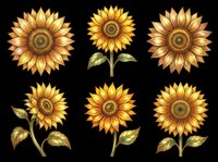 Sunflower illustrations in various poses isolated on transparent background, ready for t-shirt design, clipart, stickers, sublimation and print-on-demand products.