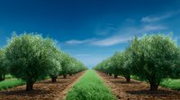 Rows of olive trees in agricultural plantation with green grass path between them leading to horizon under bright blue summer sky with white clouds.