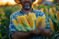 Caucasian farmer holding freshly harvested sweet corn cobs at sunset, wearing plaid shirt and showing organic produce from cornfield during golden hour.