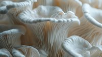 Fresh oyster mushrooms in soft natural light showing delicate gills and textures, macro photography highlighting organic patterns and curves of edible fungi.