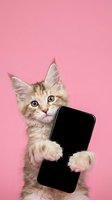 Tabby kitten holding smartphone with blank screen against pink background, displaying device for app promotion, web design, and digital marketing campaigns.