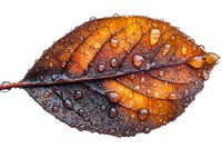 Orange and brown autumn leaf covered with water drops and morning dew on white background, macro photography showing nature details and seasonal changes.