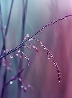 Delicate grass stems with water droplets against dreamy purple and teal bokeh background, creating serene natural atmosphere.