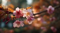 Delicate pink cherry blossoms blooming on branch with soft bokeh background, capturing spring's ephemeral beauty in natural light.