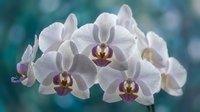White orchid flowers with purple centers blooming on curved stem against soft teal background for spa wellness and luxury home decor applications.
