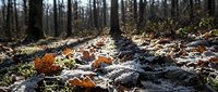 Autumn forest floor covered with colorful fallen leaves and frost on woodland path through bare trees in natural outdoor setting.