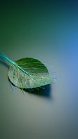Fresh green leaf floating on calm water surface with dewdrops and soft gradient background for nature and wellness concepts.