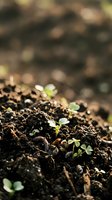 Young seedlings sprouting from rich soil with shallow depth of field, ideal for gardening, agriculture, growth, and environmental concepts.