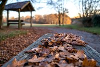 Fallen autumn leaves on wooden bench in park at sunset, with rustic shelter and winding path through tranquil landscape creating peaceful outdoor scene.