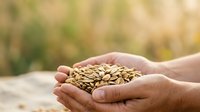 Farmer holding handful of harvested seeds or grains in cupped hands outdoors, agricultural harvest concept for farming, agriculture, and crop production.