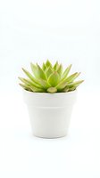 Green succulent plant with pointed leaves in white ceramic pot, isolated on white background for home decor and design projects.