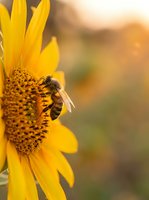 Honeybee collecting pollen from bright sunflower bloom with soft blurred garden background, suitable for nature and agriculture content.