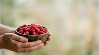 Fresh red raspberries in a bowl held by hands outdoors. Suitable for food, agriculture, harvest, and healthy eating content.