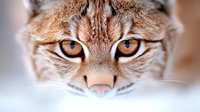 Close up portrait of wild cat face with intense amber eyes and detailed fur texture showing predator nature and feline expression against blurred background.