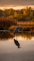 Great blue heron standing in calm water with reflection during golden hour sunset at autumn wetland with colorful foliage and warm orange sky.