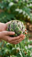 Fresh artichoke held in cupped hands outdoors in garden setting. Organic farming, healthy eating, sustainable agriculture concept for culinary and lifestyle use.