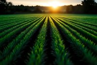 Rows of young green wheat or corn crops stretching toward golden sunset on horizon, agricultural field with parallel planted lines creating depth perspective.