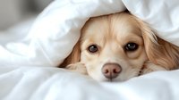 Adorable long-haired Chihuahua puppy peeking out from under white bedding with sweet expression and big brown eyes, creating heartwarming moment for pet care concepts.