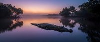 Crocodile floating in calm lake water during purple sunset with misty atmosphere and tree reflections creating serene wildlife scene.