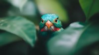 Close-up portrait of turquoise quetzal bird peeking through green foliage, showing vibrant red throat feathers and distinctive beak against blurred leaves.