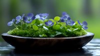Delicate purple viola flowers growing in dark ceramic bowl with moss and green leaves against blurred natural background, creating zen garden atmosphere.