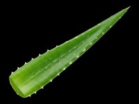 Fresh green aloe vera leaf isolated on transparent background, ready for t-shirt design, stickers, clipart, print on demand, and sublimation projects.