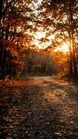 Autumn forest path lined with golden foliage and fallen leaves, sunlight filtering through canopy creating warm atmospheric glow for seasonal and nature designs.