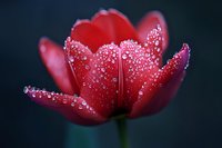 Red tulip flower with water droplets on petals blooming in garden against dark background for spring nature photography and floral design projects.