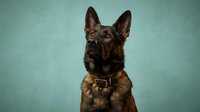 German Shepherd dog portrait on turquoise background wearing collar, alert expression, professional pet photography for veterinary and animal care concepts.