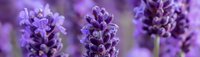 Close up panoramic view of blooming lavender flowers in soft focus showing delicate purple petals and buds against blurred background.