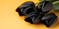 Black tulips on yellow background with soft focus and shallow depth of field, elegant floral composition for mourning, sympathy or gothic design themes.