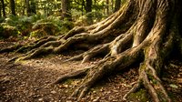 Ancient tree roots spreading across forest floor with moss coverage in natural woodland setting for environmental and nature concepts.