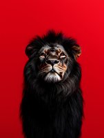 Majestic lion portrait with dark mane against vibrant red background for wildlife photography and animal themed designs.